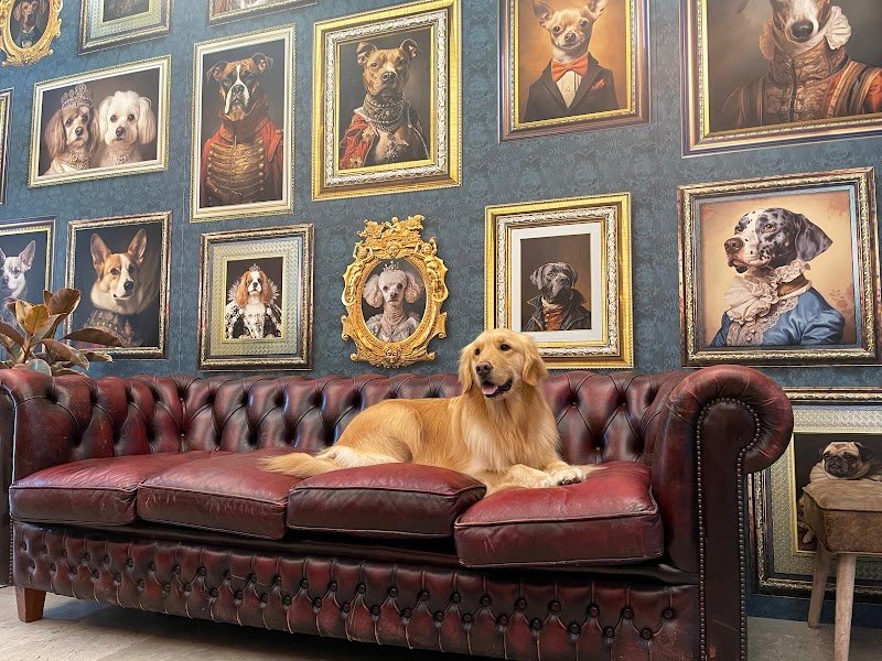 Toelettatura MariDogs San Martino di Lupari - Foto 1