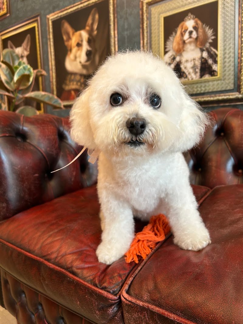 Toelettatura MariDogs San Martino di Lupari - Foto 2