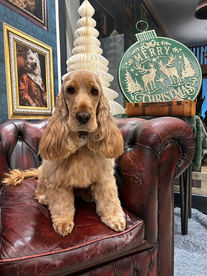 Toelettatura MariDogs San Martino di Lupari - Foto 3