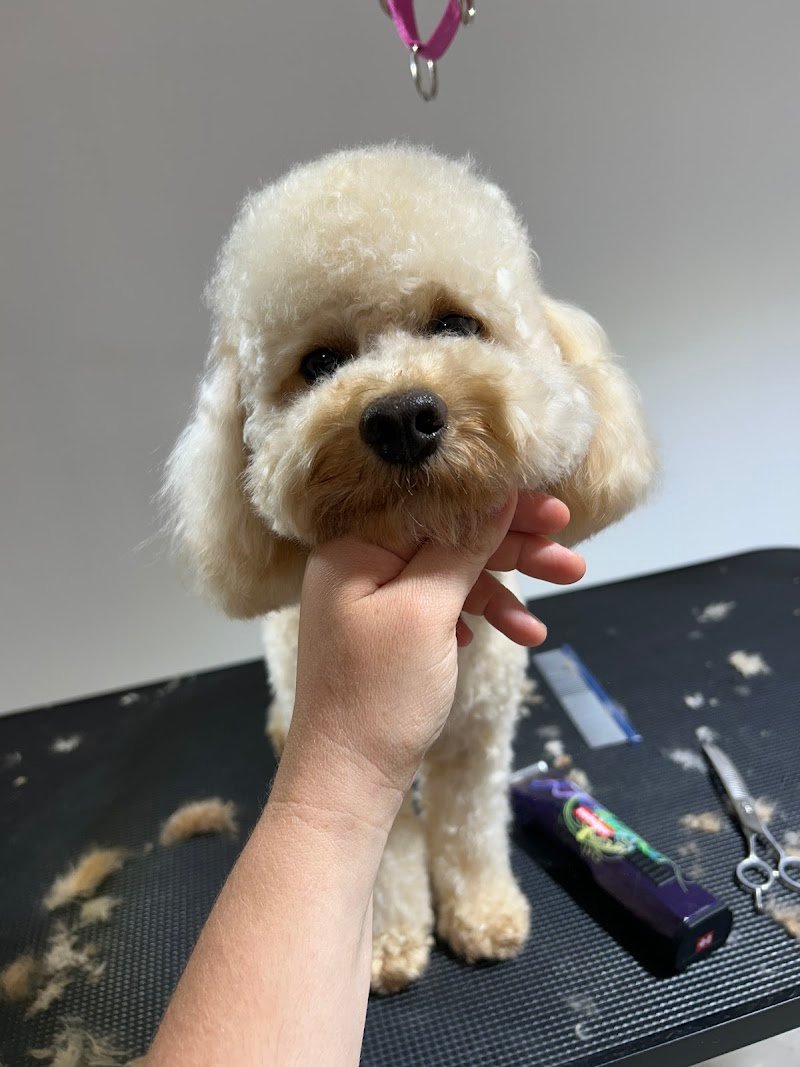 Toelettatura MariDogs San Martino di Lupari - Foto 4