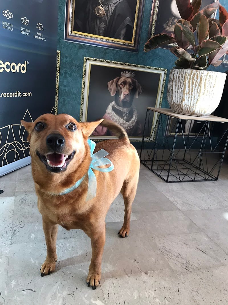 Toelettatura MariDogs San Martino di Lupari - Foto 6