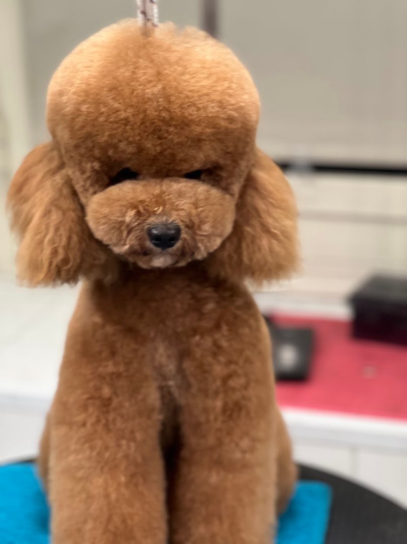 Toelettatura Matteo Romeo - Foto 1