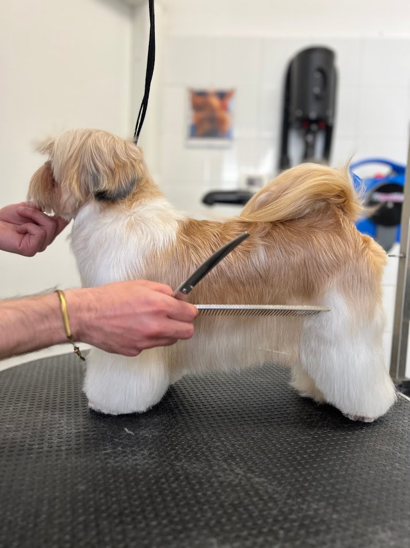 Toelettatura Matteo Romeo - Foto 2