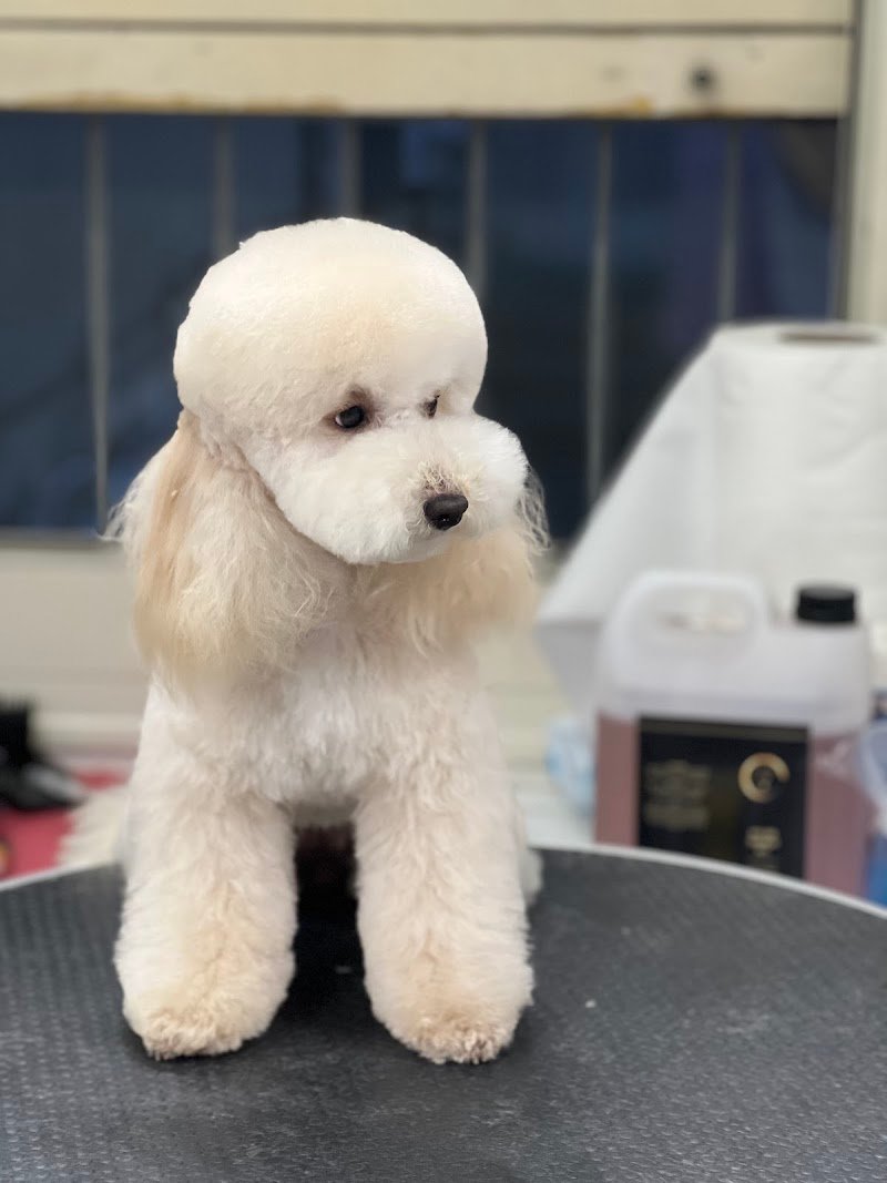 Toelettatura Matteo Romeo - Foto 3