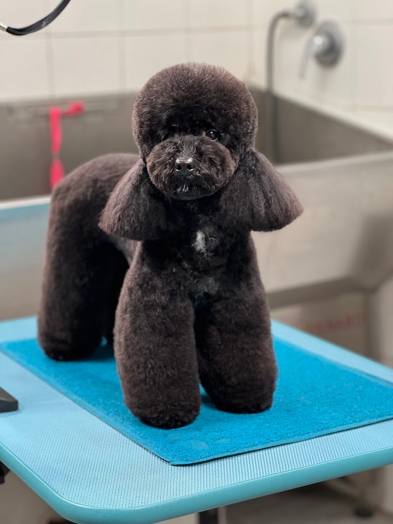 Toelettatura Matteo Romeo - Foto 4