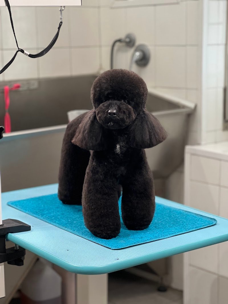 Toelettatura Matteo Romeo - Foto 5