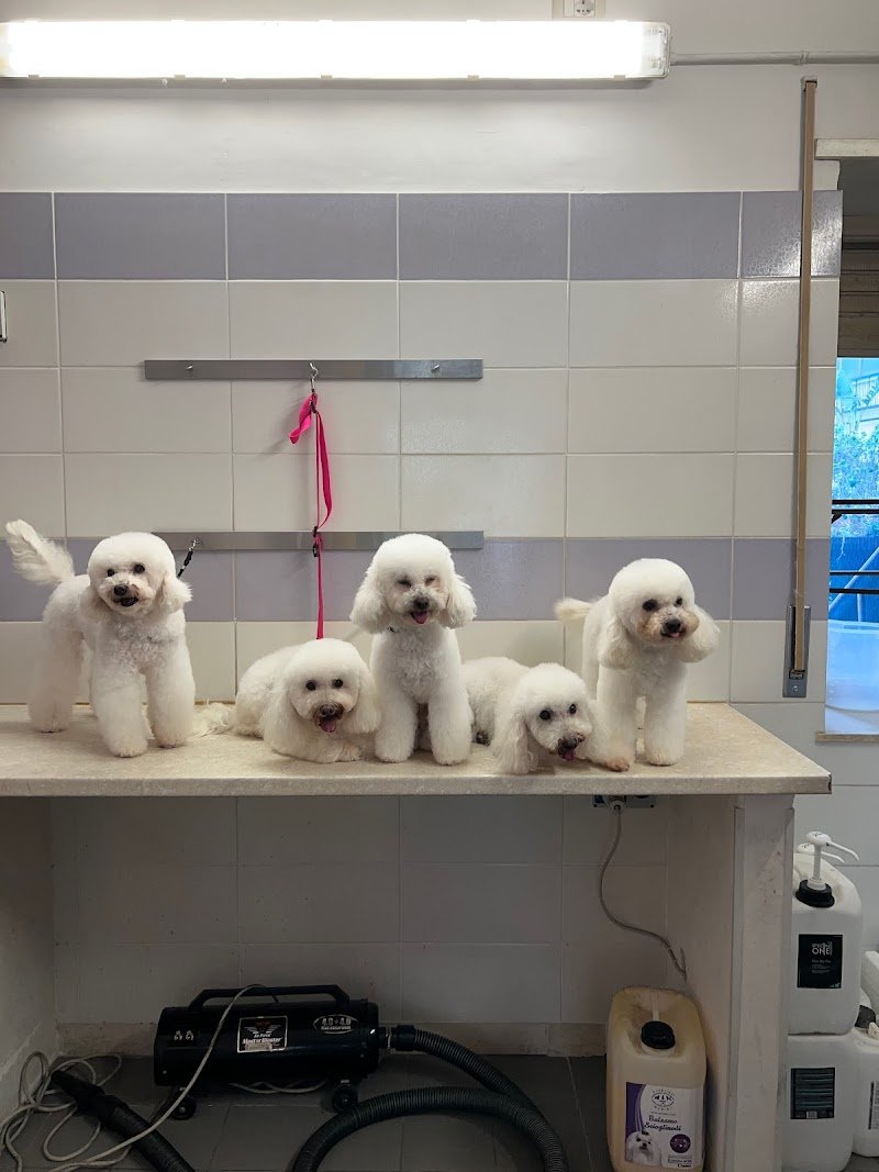 Toelettatura Matteo Romeo - Foto 6