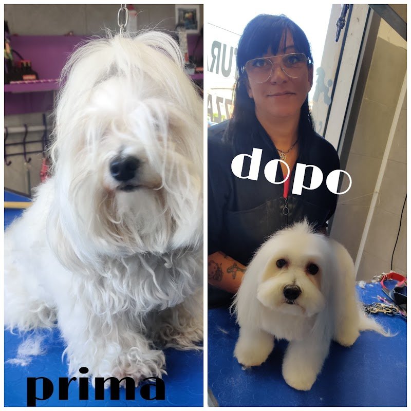Toelettatura Mestre Oasi del cane - Foto 1