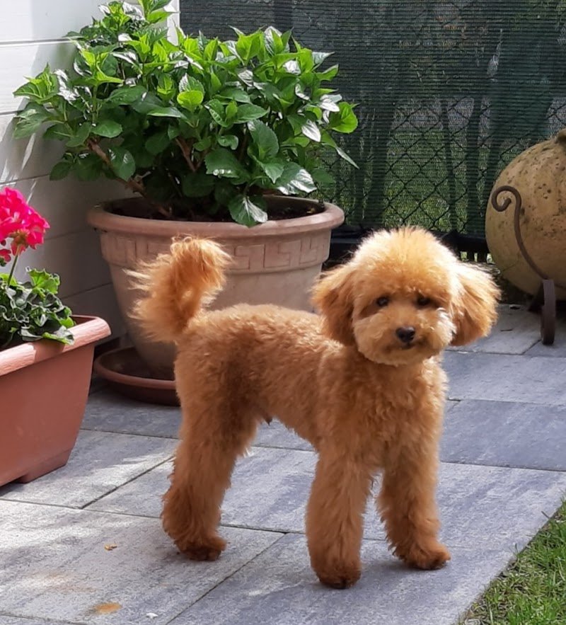 Toelettatura Mestre Oasi del cane - Foto 2