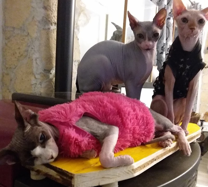 Toelettatura Mestre Oasi del cane - Foto 3