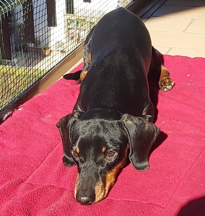 Toelettatura Mestre Oasi del cane - Foto 4