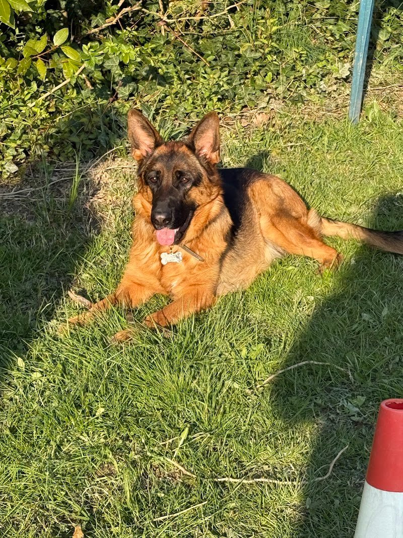 Toelettatura Mestre Oasi del cane - Foto 6