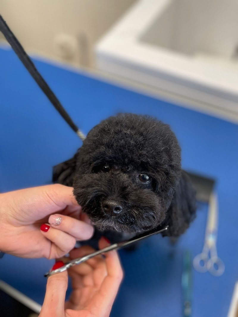 Toelettatura mi fido - Foto 2