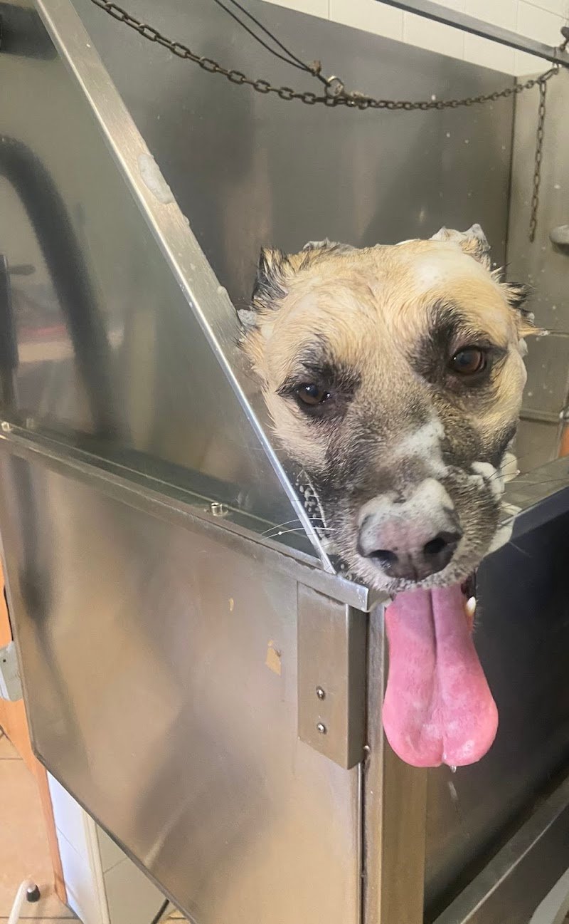 Toelettatura mi fido - Foto 3