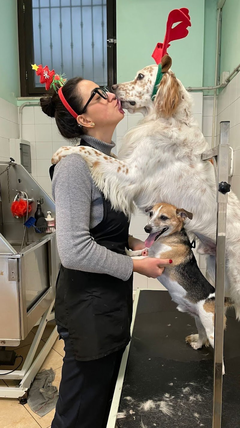 Toelettatura mi fido - Foto 5