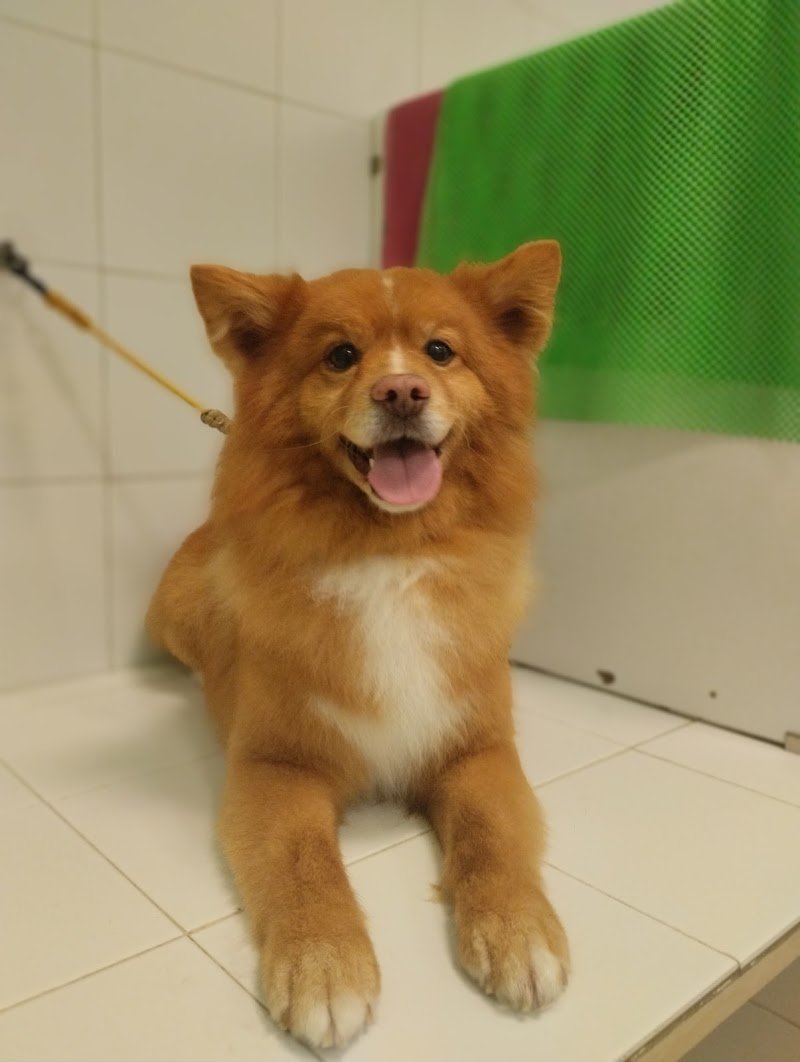 Toelettatura mi fido - Foto 6