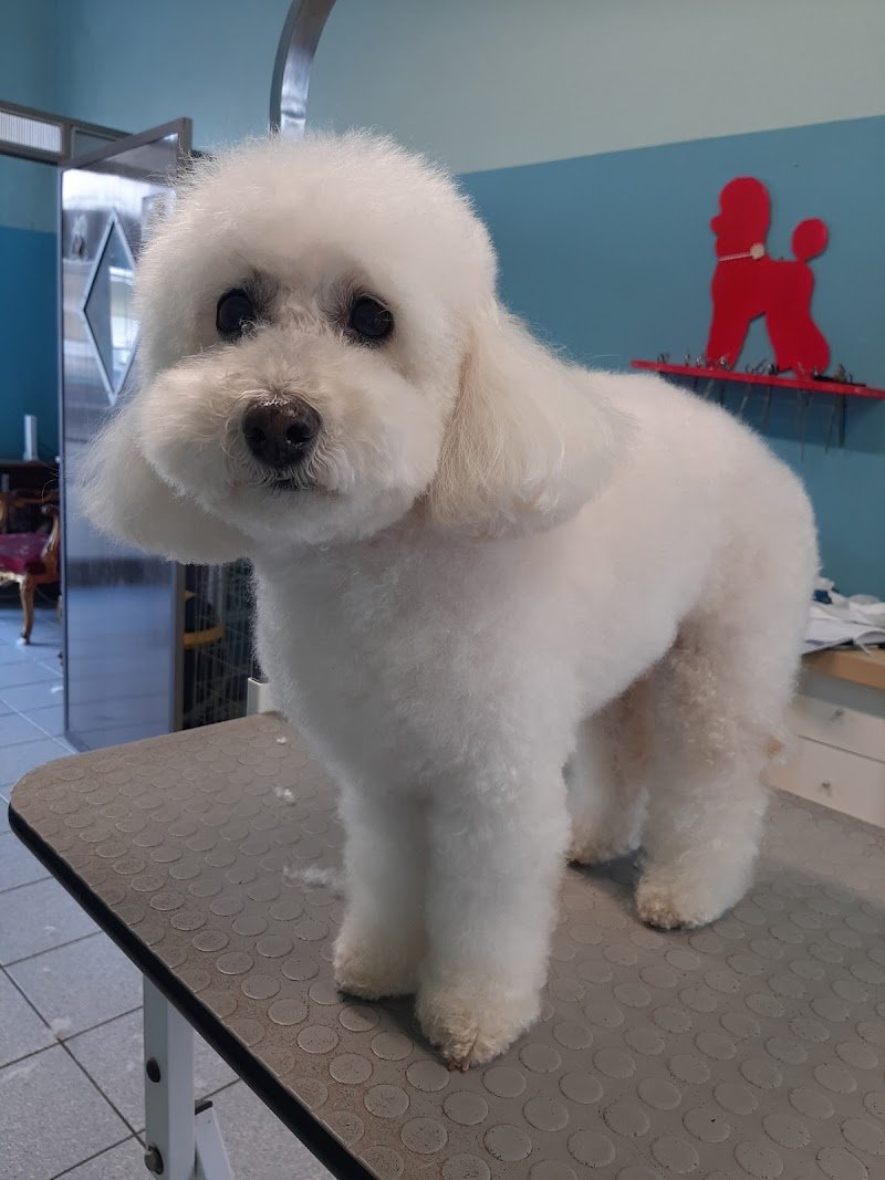 Toelettatura Mi Fido Di Te - Foto 1