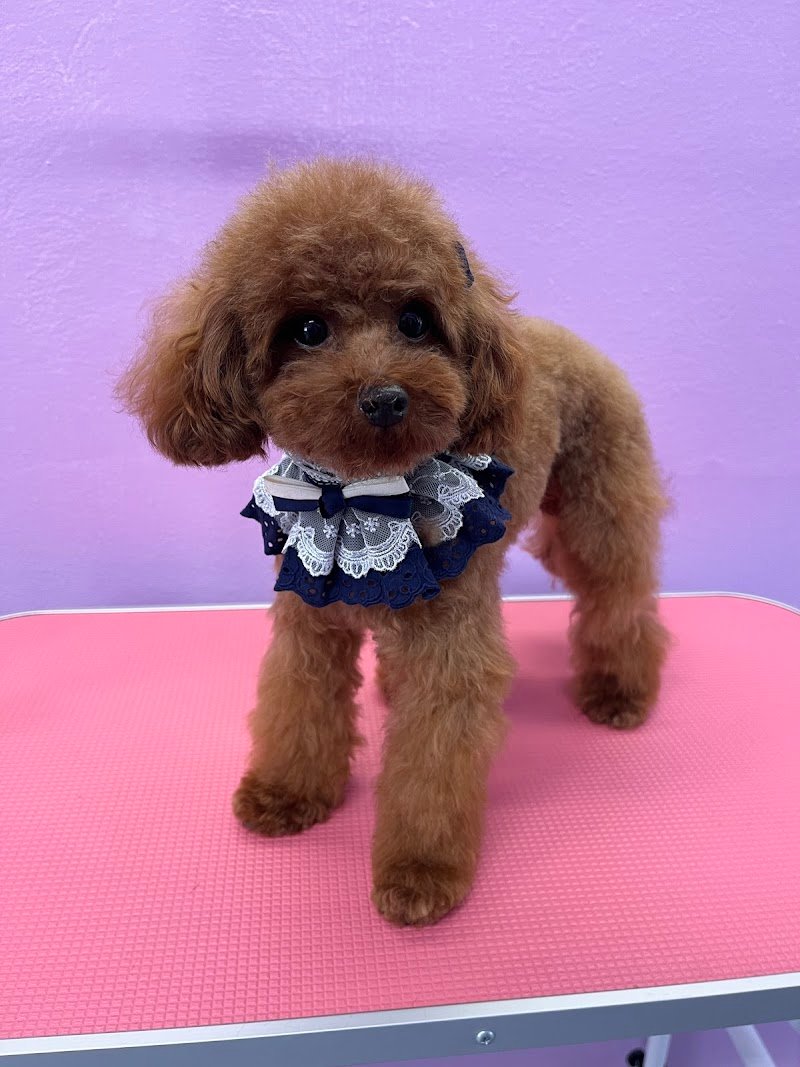 Toelettatura Mi Fido Di Te - Foto 2