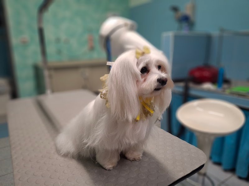 Toelettatura Mi Fido Di Te - Foto 3