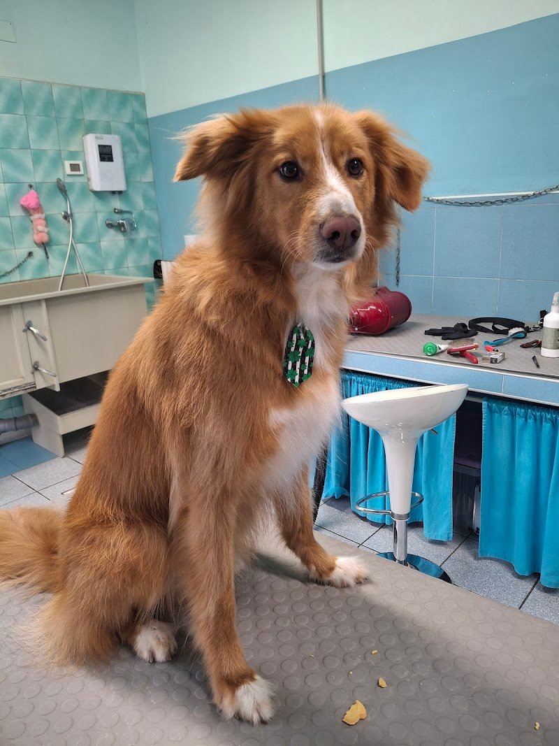 Toelettatura Mi Fido Di Te - Foto 4