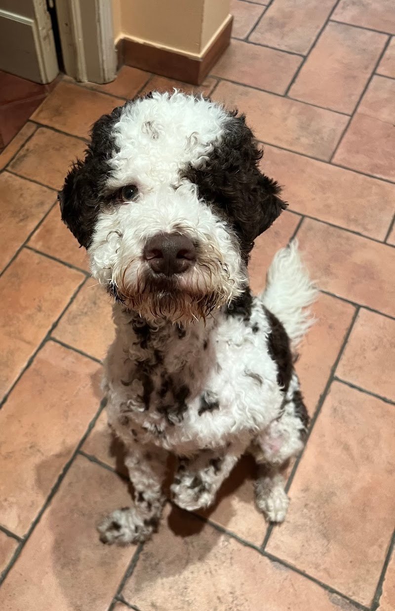 Toelettatura Mi Fido Di Te - Foto 5