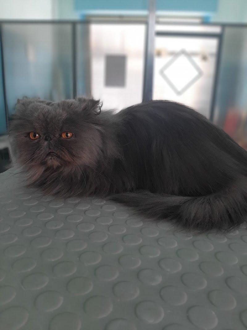 Toelettatura Mi Fido Di Te - Foto 6