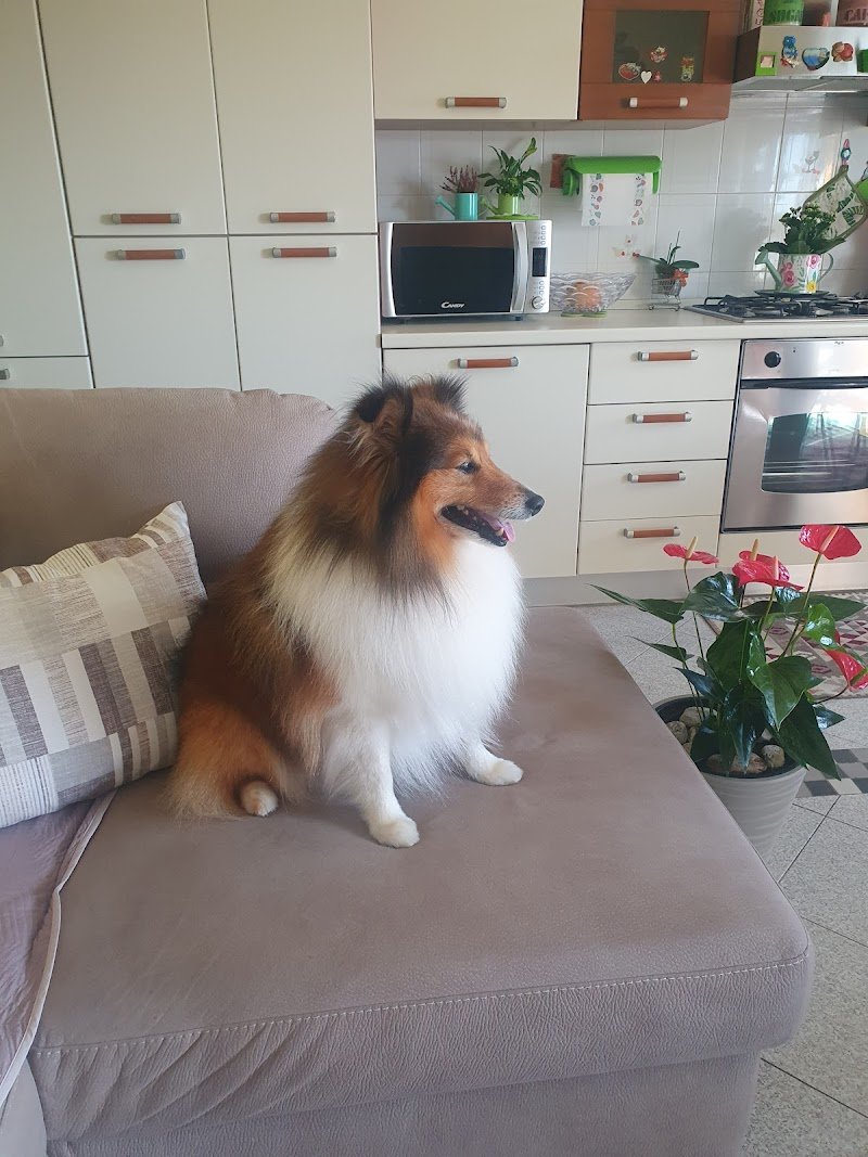 Toelettatura Micio Bau - Foto 2