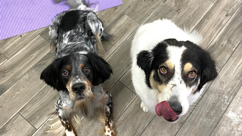 Toelettatura MiFido - Foto 1