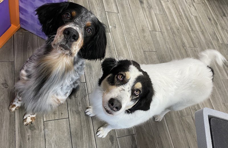 Toelettatura MiFido - Foto 2