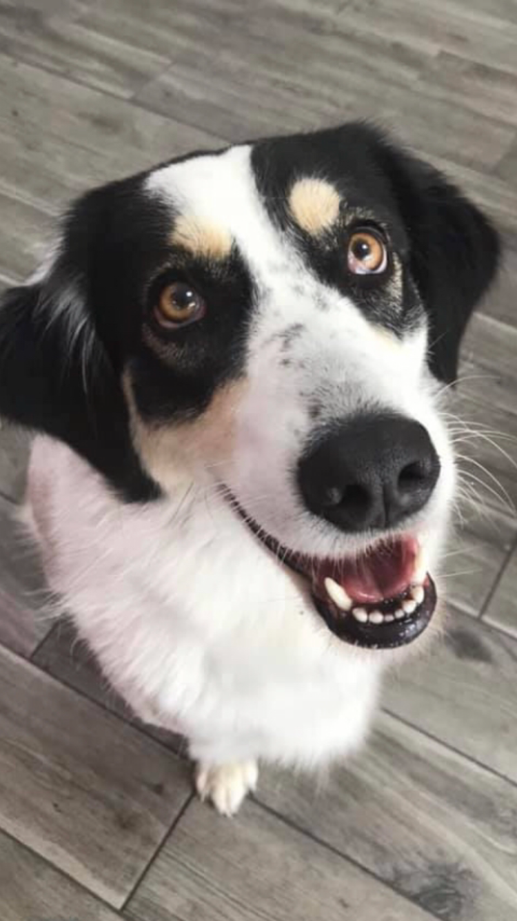 Toelettatura MiFido - Foto 3