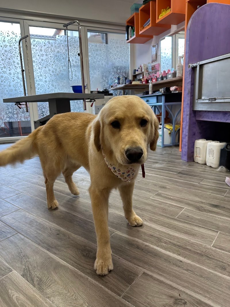 Toelettatura MiFido - Foto 4