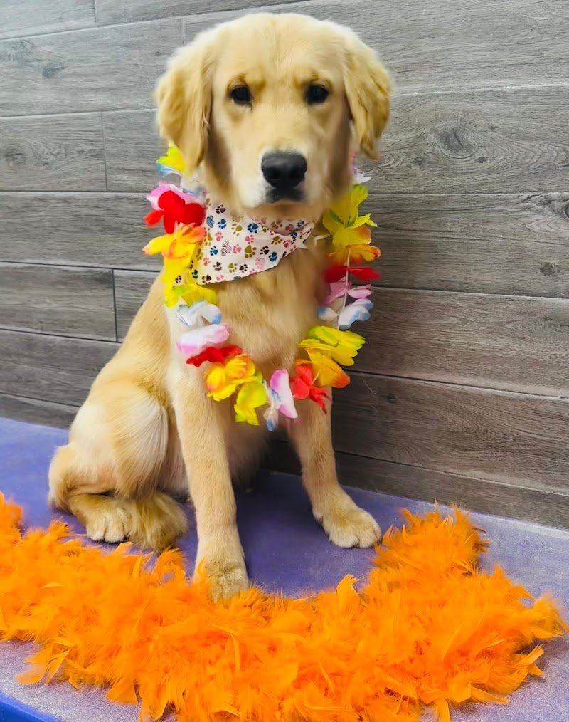 Toelettatura MiFido - Foto 5