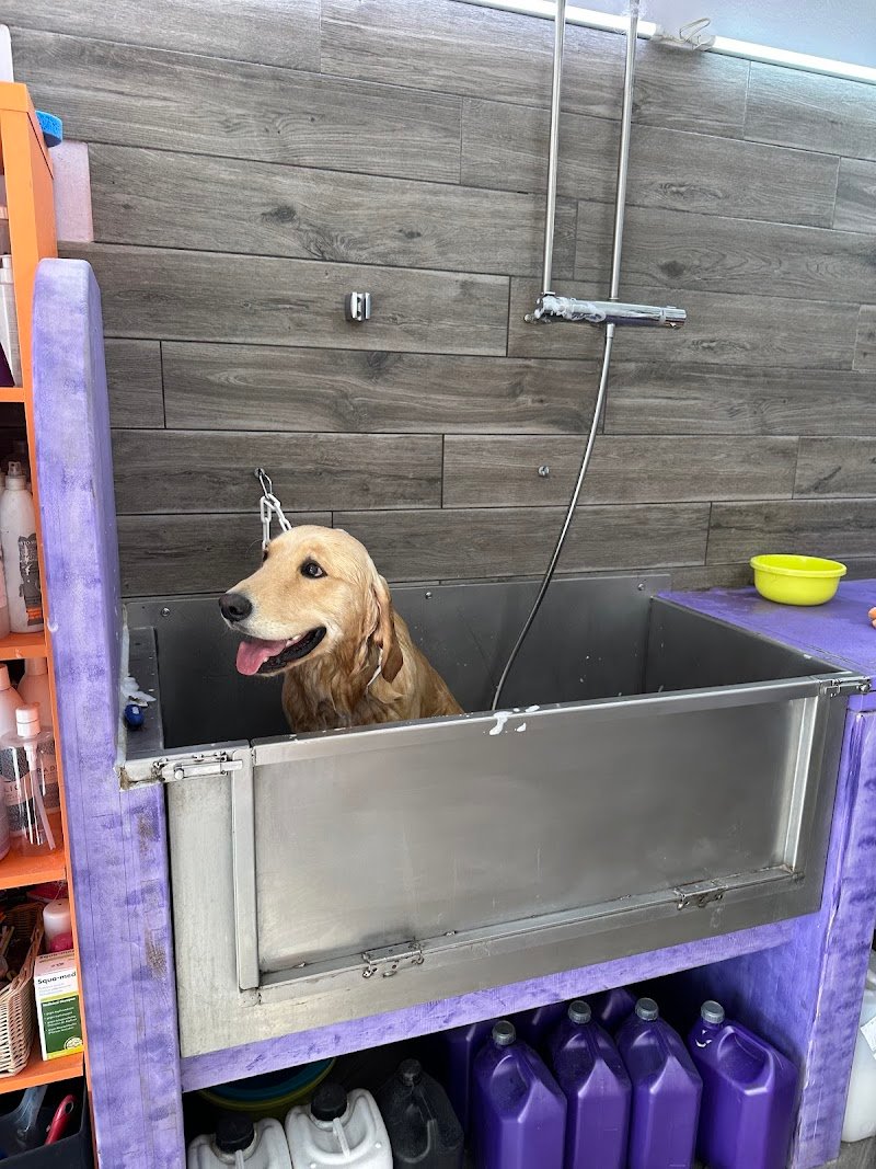 Toelettatura MiFido - Foto 6