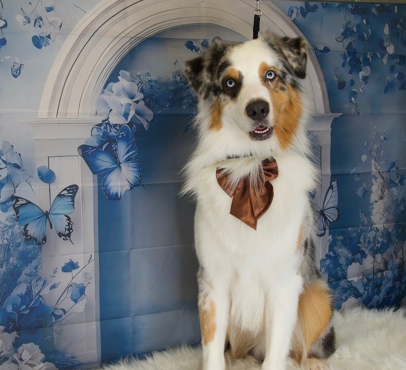 Toelettatura Mille Bolle - Foto 2