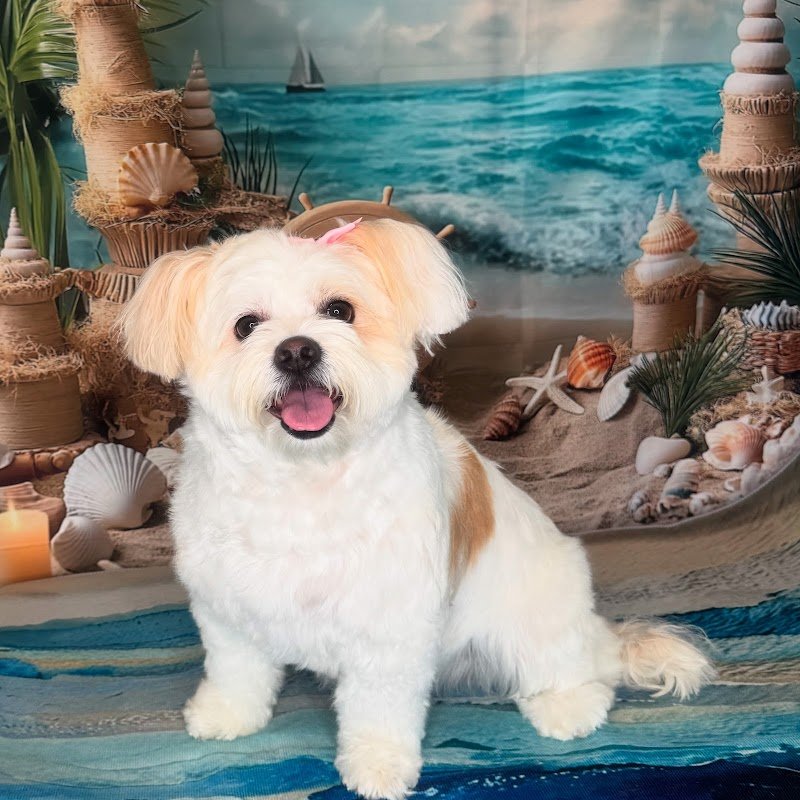 Toelettatura Mille Bolle - Foto 3