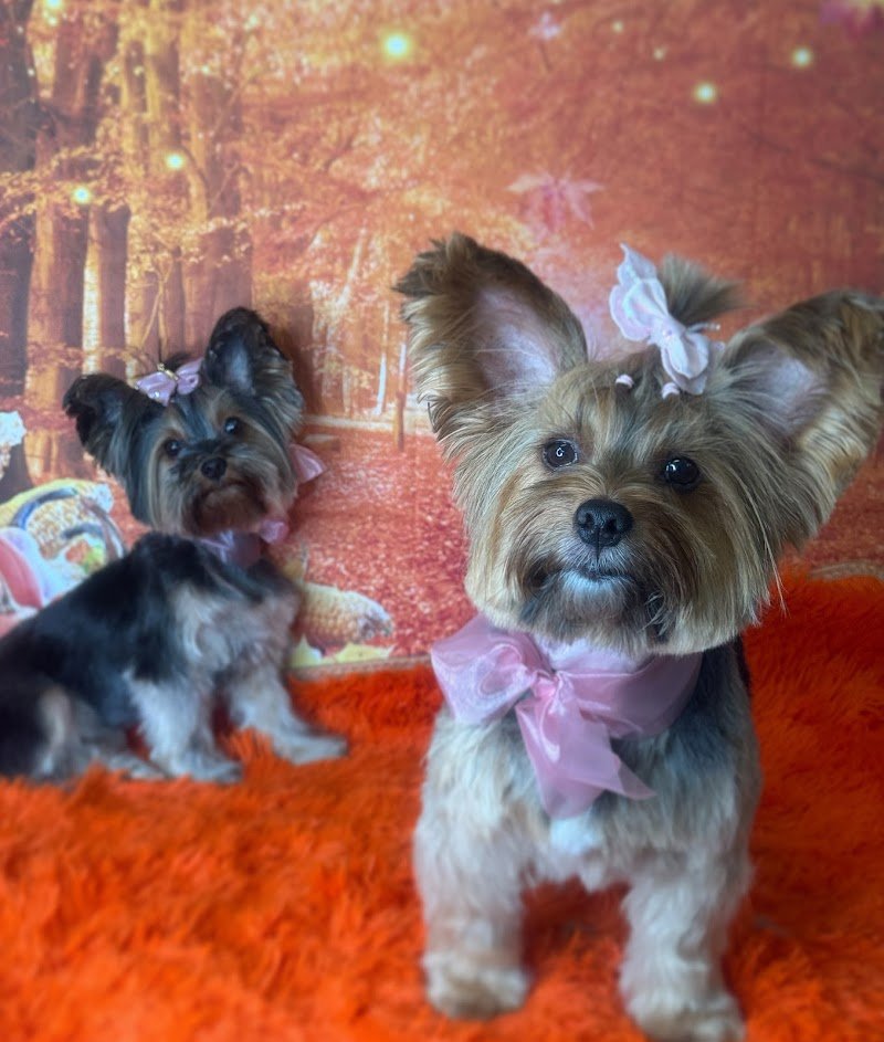 Toelettatura Mille Bolle - Foto 4