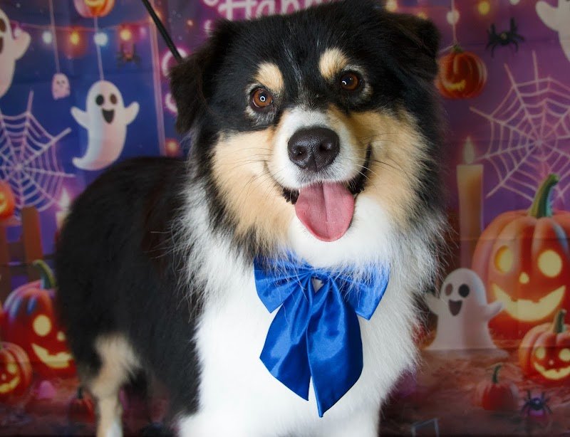 Toelettatura Mille Bolle - Foto 5