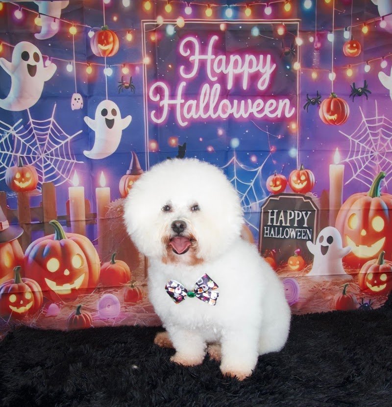 Toelettatura Mille Bolle - Foto 6