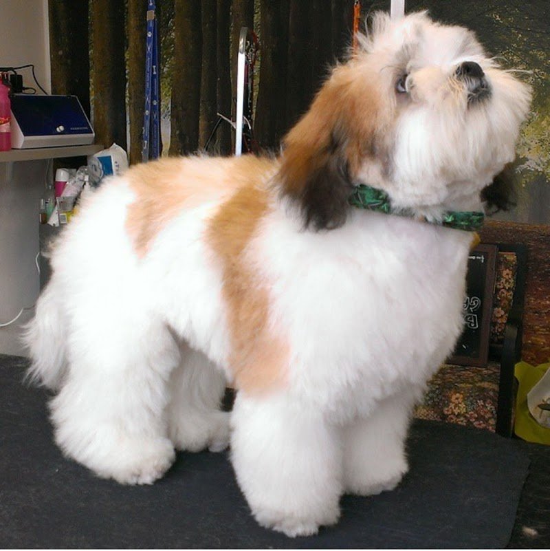 Toelettatura Mirella - Foto 3