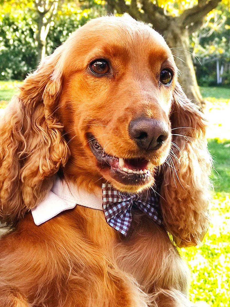 Toelettatura Mirella - Foto 4