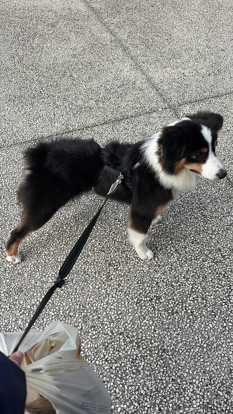 Toelettatura Mirella - Foto 5