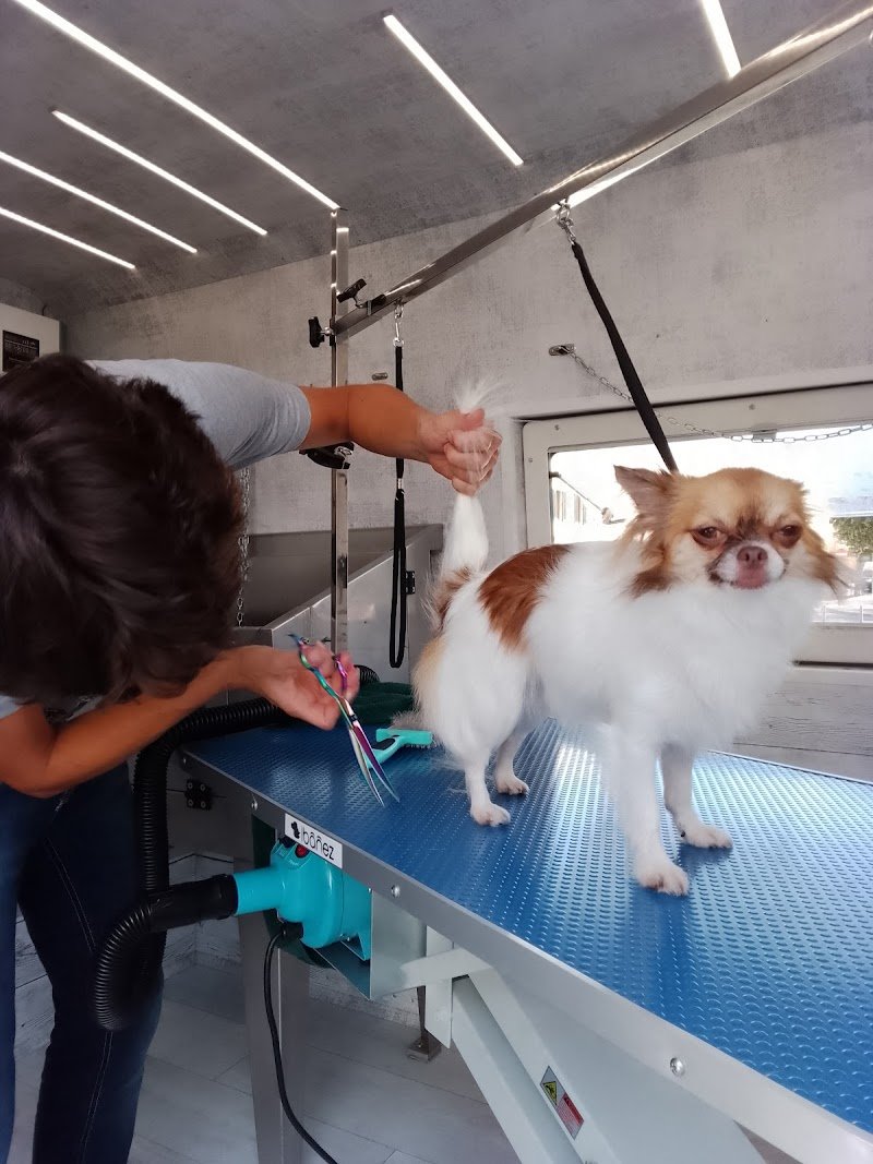 Toelettatura mobile Cristina beautyful dog - Foto 3