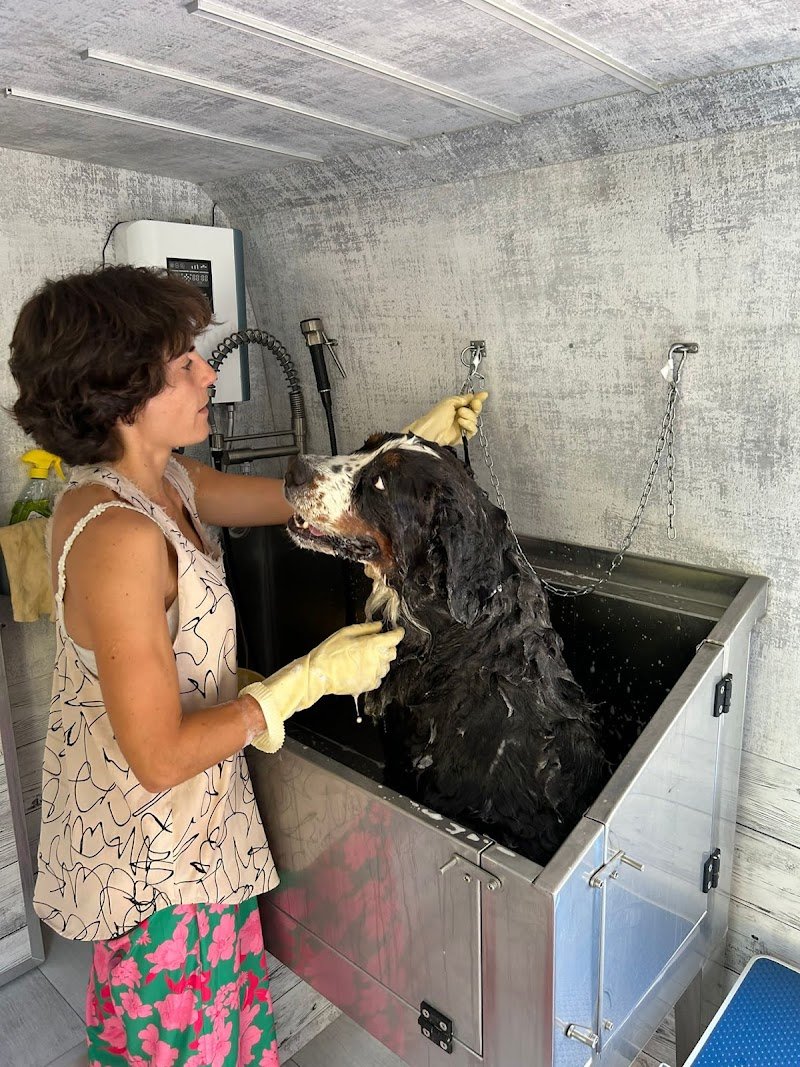 Toelettatura mobile Cristina beautyful dog - Foto 4