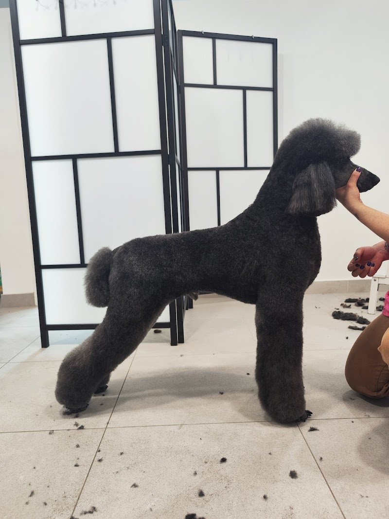 Toelettatura Mondo Baffo - Foto 1