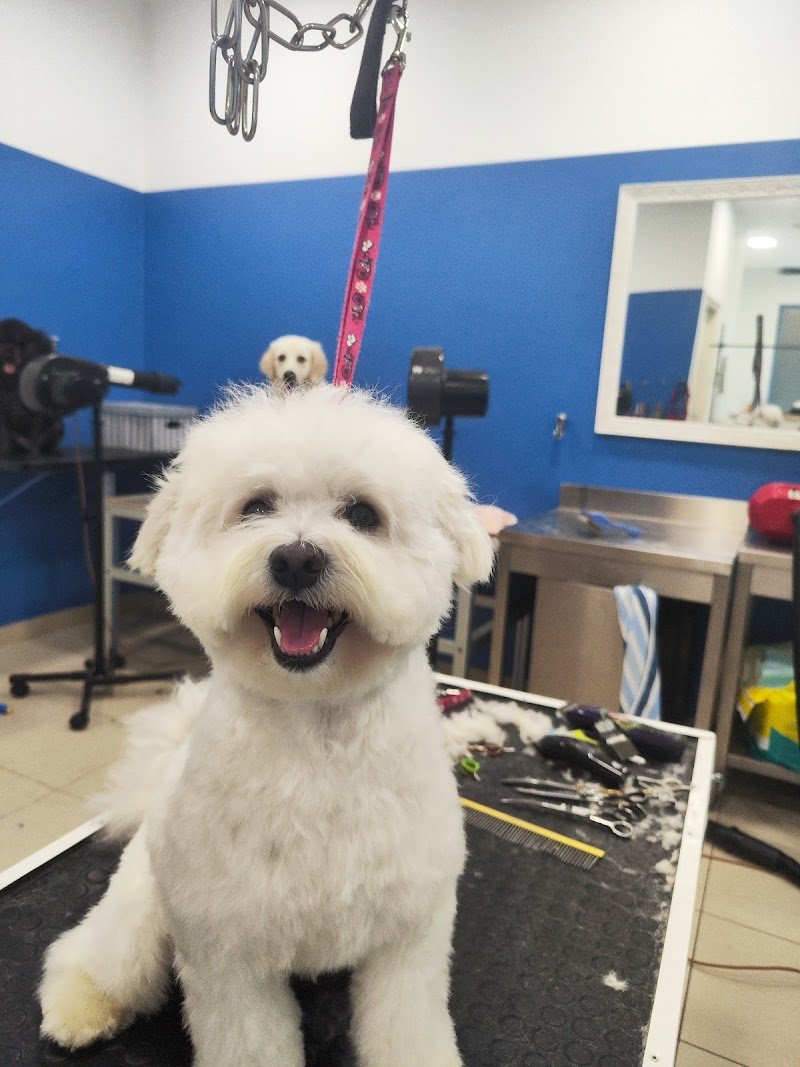 Toelettatura Mondo Baffo - Foto 2