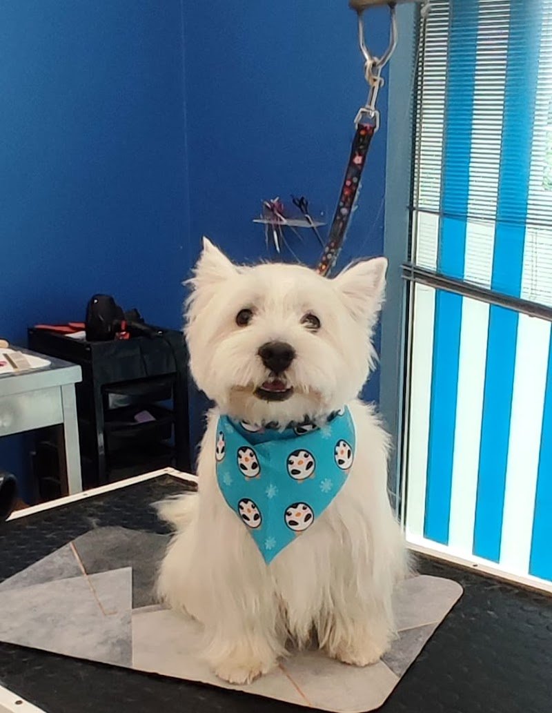 Toelettatura Mondo Baffo - Foto 5