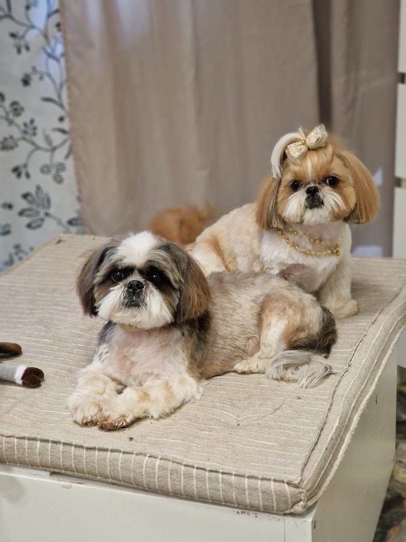 Toelettatura Mondo Baffo - Foto 6