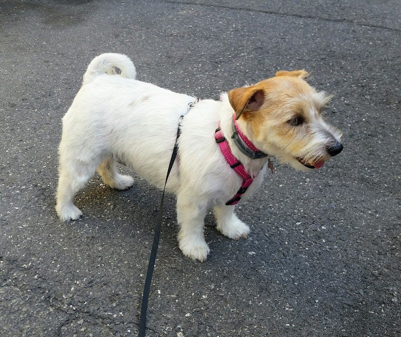 Toelettatura Montevideo - Foto 3