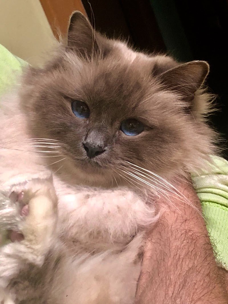 Toelettatura Montevideo - Foto 5