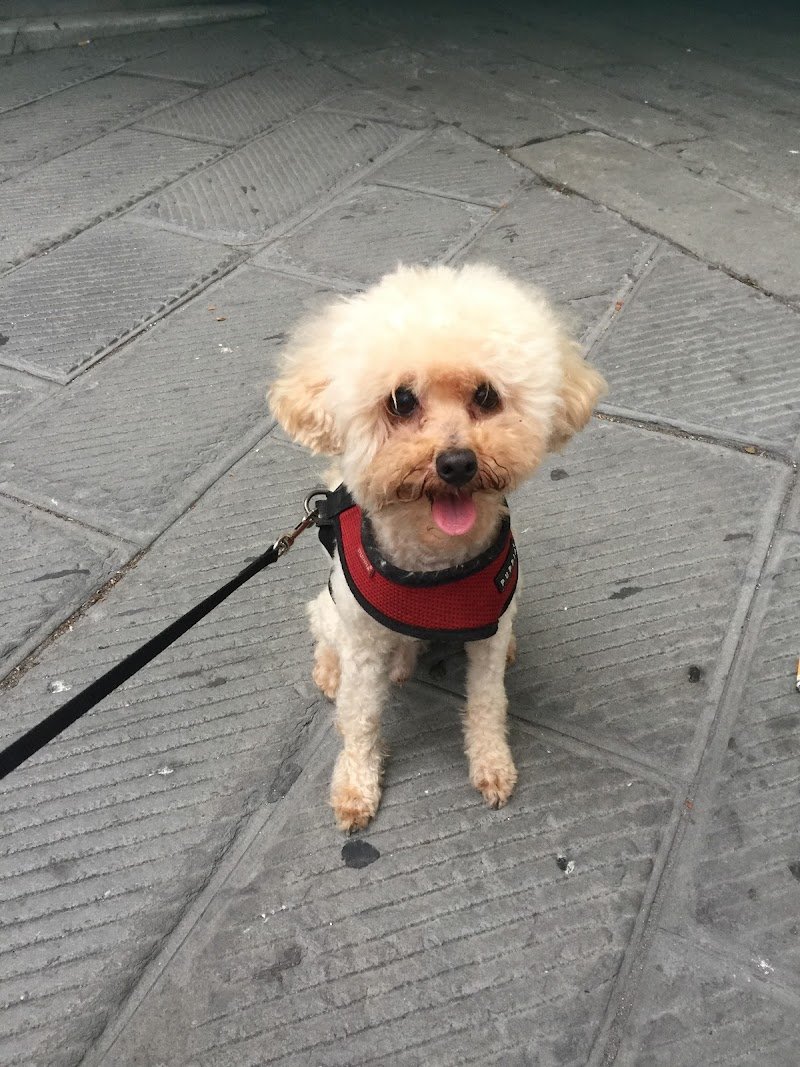 Toelettatura Montevideo - Foto 6